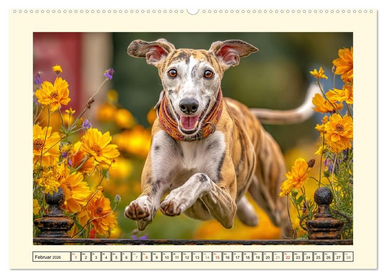 Produktbild: Whippet Wunder. Grazile Hunde mit sanfter Kraft und feiner Seele (Wandkalender 2026 DIN A2 quer), CALVENDO Monatskalender