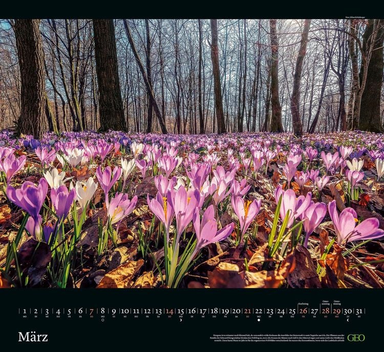 Produktbild: GEO Kalender: Sehnsucht Wald 2027