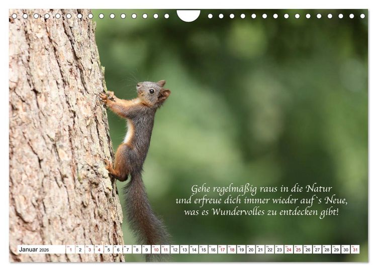 Produktbild: Tipps von Eichh&ouml;rnchen an Eichh&ouml;rnchenliebhaber (Wandkalender 2026 DIN A4 quer), CALVENDO Monatskalender