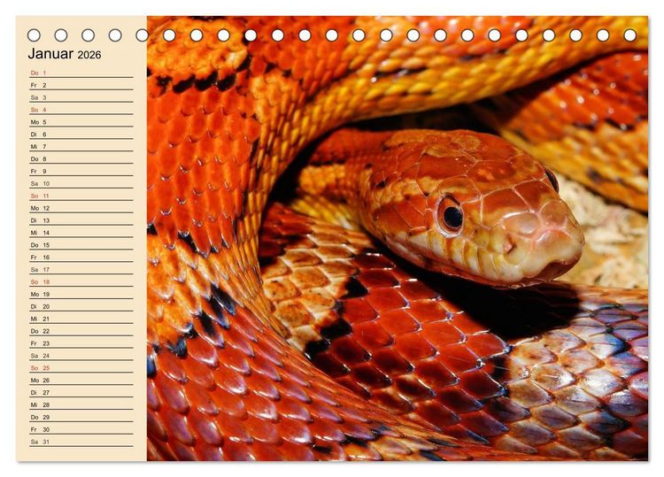 Produktbild: Reptilien. Schlangen, Echsen und Co. (Tischkalender 2026 DIN A5 quer), CALVENDO Monatskalender