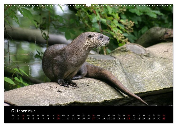 Produktbild: Putzige Fischj&auml;ger (hochwertiger Premium Wandkalender 2027 DIN A2 quer), Kunstdruck in Hochglanz