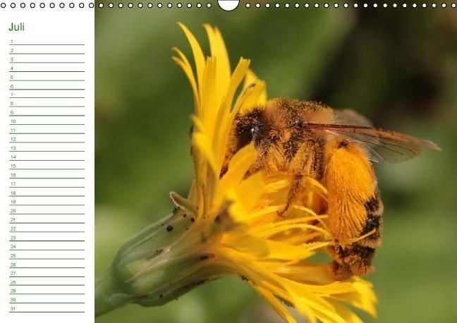 Produktbild: Bienen - Emsige Helfer (Wandkalender immerw&auml;hrend DIN A3 quer)