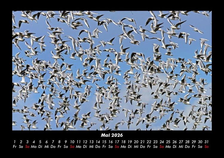 Produktbild: Vogelparadies 2026 Fotokalender DIN A3