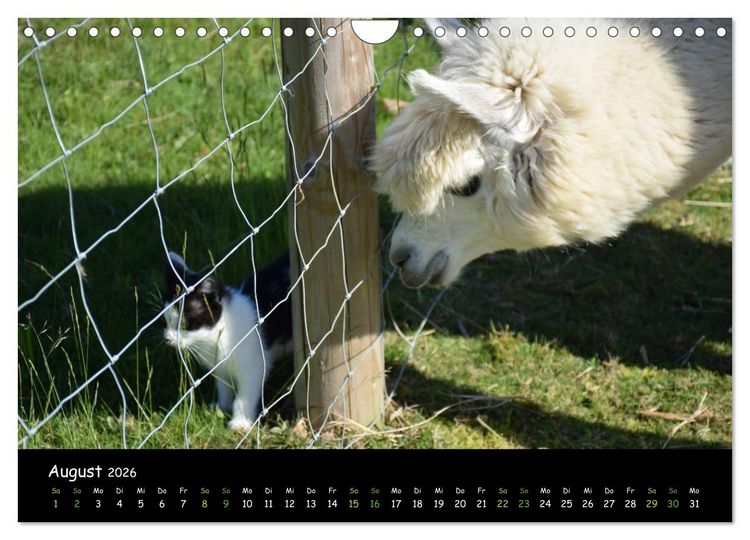 Produktbild: Alpakas zum Verlieben (Wandkalender 2026 DIN A4 quer), CALVENDO Monatskalender