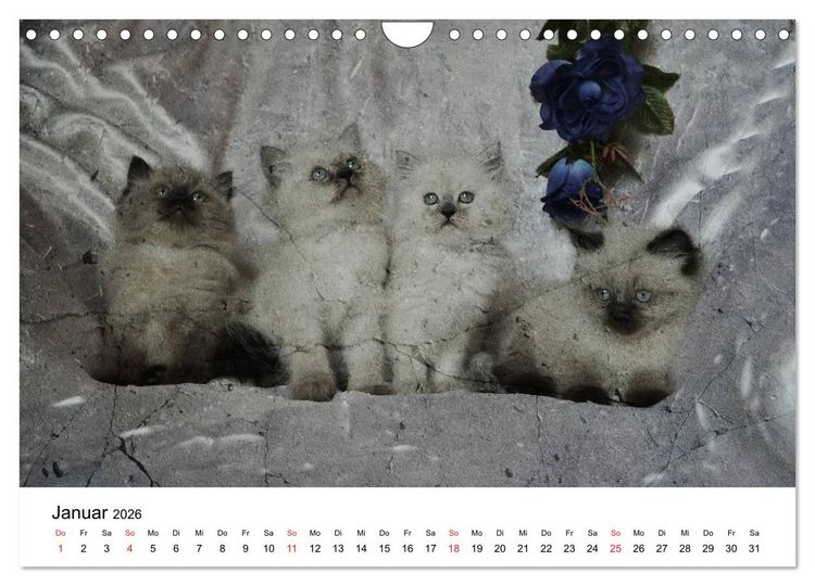 Produktbild: Oma's Katzenkalender 2026 (Wandkalender 2026 DIN A4 quer), CALVENDO Monatskalender