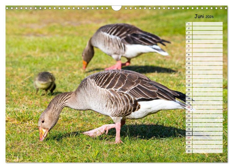 Produktbild: Geliebte Tiere auf dem Bauernhof (Wandkalender 2026 DIN A3 quer), CALVENDO Monatskalender