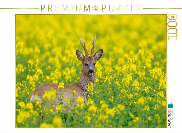 Produktbild: CALVENDO Puzzle Rehbock in einem Rapsfeld | 1000 Teile Lege-Gr&ouml;&szlig;e 64x48cm Foto-Puzzle f&uuml;r gl&uuml;ckliche Stunden