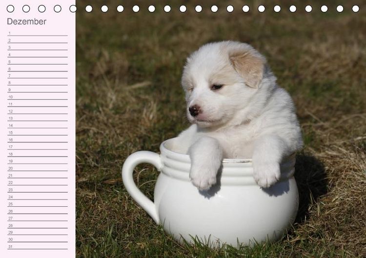 Produktbild: Border Collie-Welpen Geburtstagskalender (Tischkalender immerw&auml;hrend DIN A5 quer)