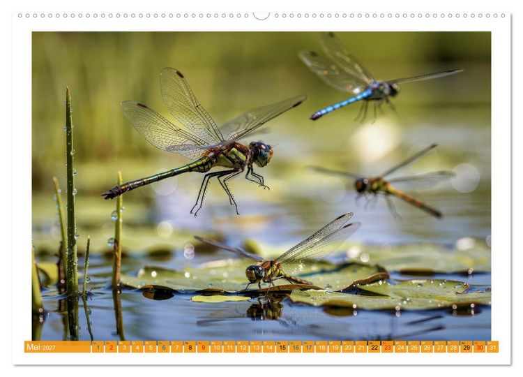 Produktbild: Prachtlibellen am Teich (Wandkalender 2027 DIN A2 quer), CALVENDO Monatskalender