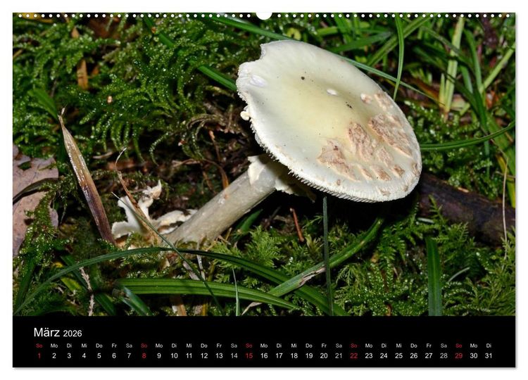 Produktbild: Pilze, Pilze (hochwertiger Premium Wandkalender 2026 DIN A2 quer), Kunstdruck in Hochglanz