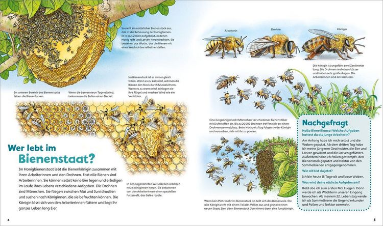 Produktbild: WAS IST WAS Junior Band 34 Bienen, Wespen, Hummeln