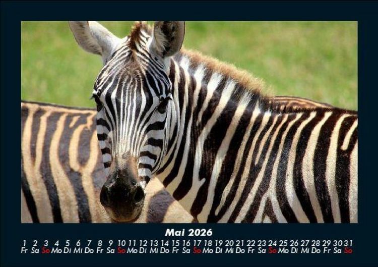 Produktbild: Zebrazauber 2026 Fotokalender DIN A5