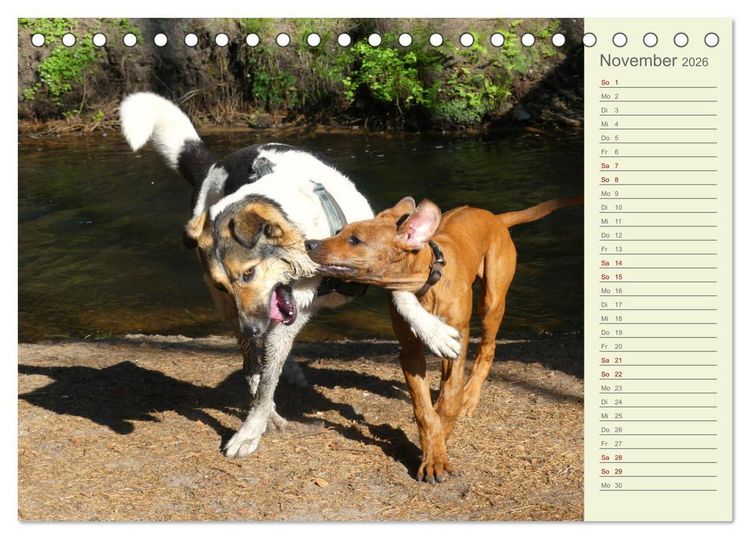 Produktbild: Rhodesian Ridgeback - Jung, wild, zuckers&uuml;&szlig; (Tischkalender 2026 DIN A5 quer), CALVENDO Monatskalender