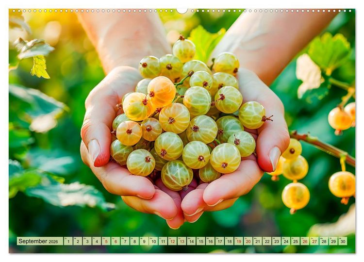 Produktbild: Erntegl&uuml;ck - Eine handvoll s&uuml;&szlig;er Fr&uuml;chte zum Anbei&szlig;en (hochwertiger Premium Wandkalender 2026 DIN A2 quer), Kunstdruck in Hochglanz