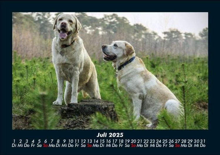 Produktbild: Der Hundekalender 2025 Fotokalender DIN A5