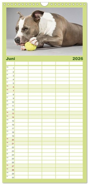 Produktbild: Familienplaner 2026 - Pit Bull und Co. - Geliebt, gef&uuml;rchtet, missverstanden mit 5 Spalten (Wandkalender, 21 x 45 cm) CALVENDO