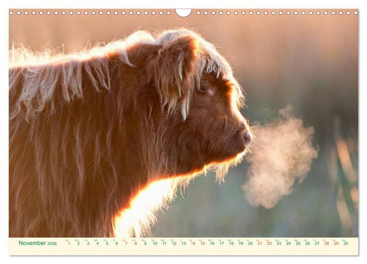 Produktbild: The Hairy Cow Calendar (Wall Calendar 2026 DIN A3 landscape), CALVENDO 12 Month Wall Calendar