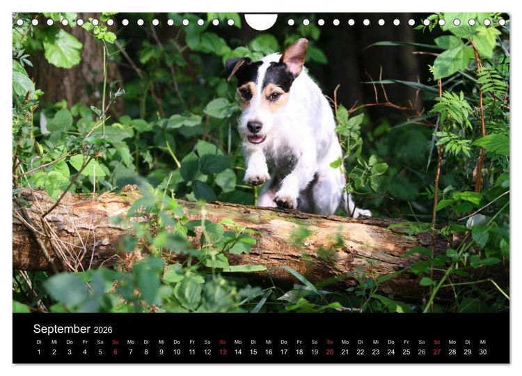 Produktbild: The Bravehearts und Freunde - Parson Russells (Wandkalender 2026 DIN A4 quer), CALVENDO Monatskalender