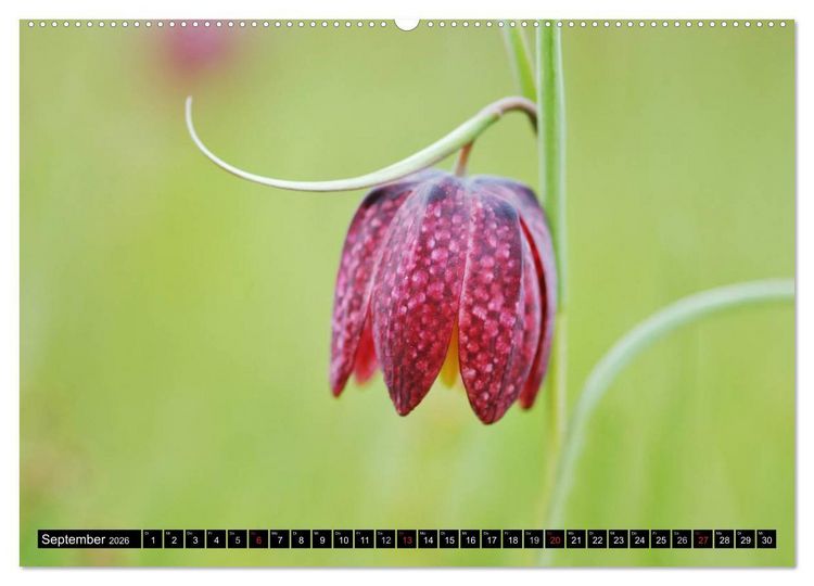 Produktbild: Die Schachbrettblume (hochwertiger Premium Wandkalender 2026 DIN A2 quer), Kunstdruck in Hochglanz