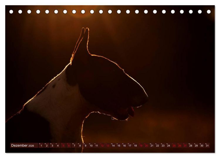 Produktbild: Bullterrier, Powerpakete auf 4 Pfoten (Tischkalender 2026 DIN A5 quer), CALVENDO Monatskalender