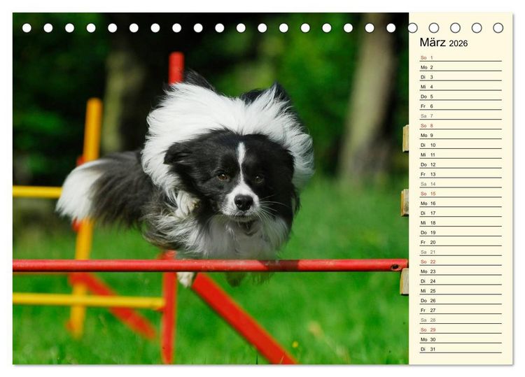 Produktbild: Border Collie 2026 (Tischkalender 2026 DIN A5 quer), CALVENDO Monatskalender