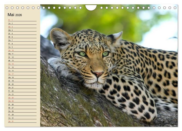 Produktbild: Die Lautlosen. Geparden und Leoparden (Wandkalender 2026 DIN A4 quer), CALVENDO Monatskalender