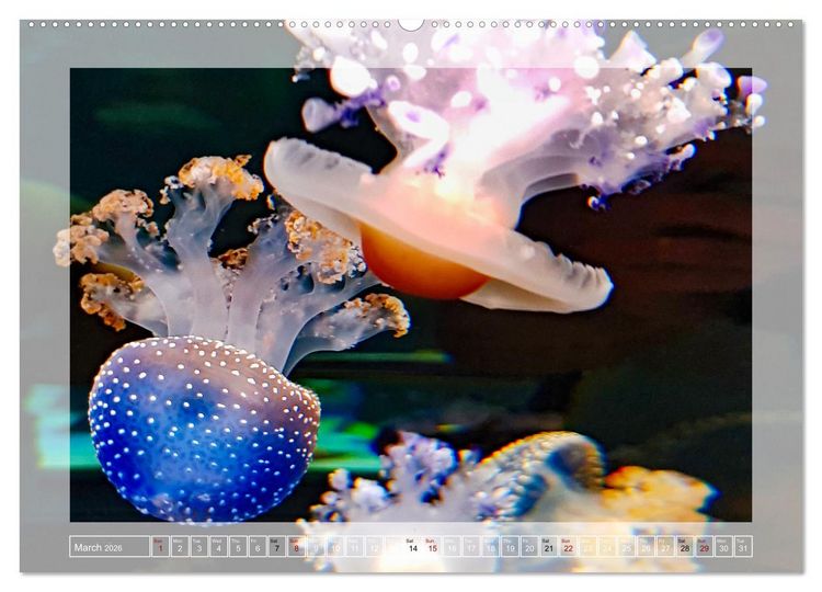Produktbild: In the world of the medusae (Wall Calendar 2026 DIN A2 landscape), CALVENDO 12 Month Wall Calendar