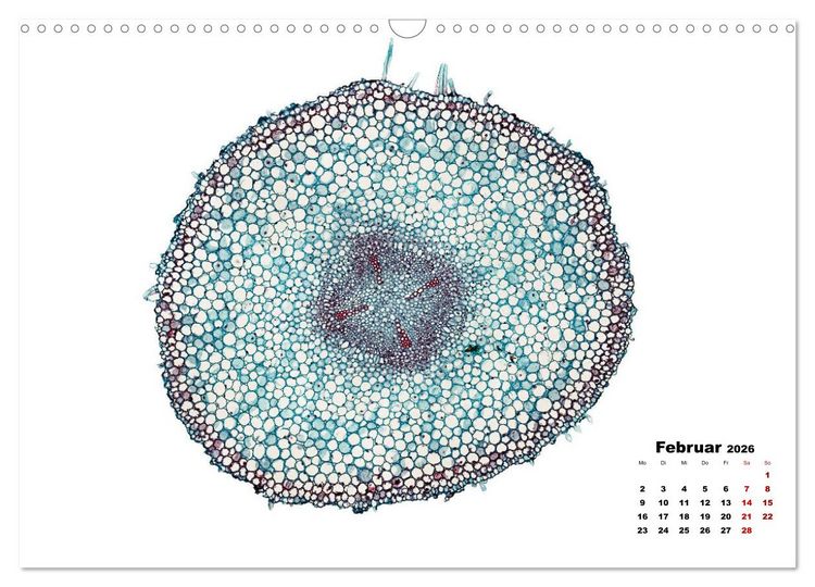 Produktbild: Pflanzen unter dem Mikroskop (Wandkalender 2026 DIN A3 quer), CALVENDO Monatskalender