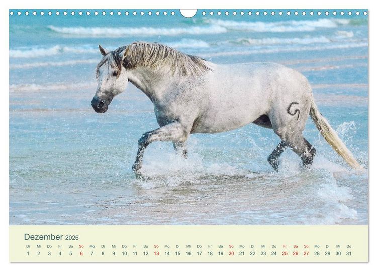 Produktbild: PFERDE & MEER (Wandkalender 2026 DIN A3 quer), CALVENDO Monatskalender