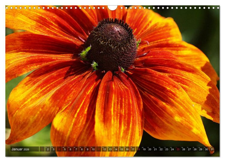 Produktbild: Sonnenhut im Garten (Wandkalender 2026 DIN A3 quer), CALVENDO Monatskalender