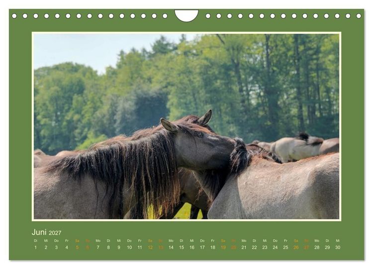 Produktbild: Die letzten Wilden - freilebende Pferde in D&uuml;lmen (Wandkalender 2027 DIN A4 quer), CALVENDO Monatskalender