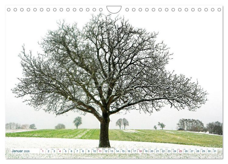 Produktbild: Ein Nussbaum von Januar bis Dezember (Wandkalender 2026 DIN A4 quer), CALVENDO Monatskalender
