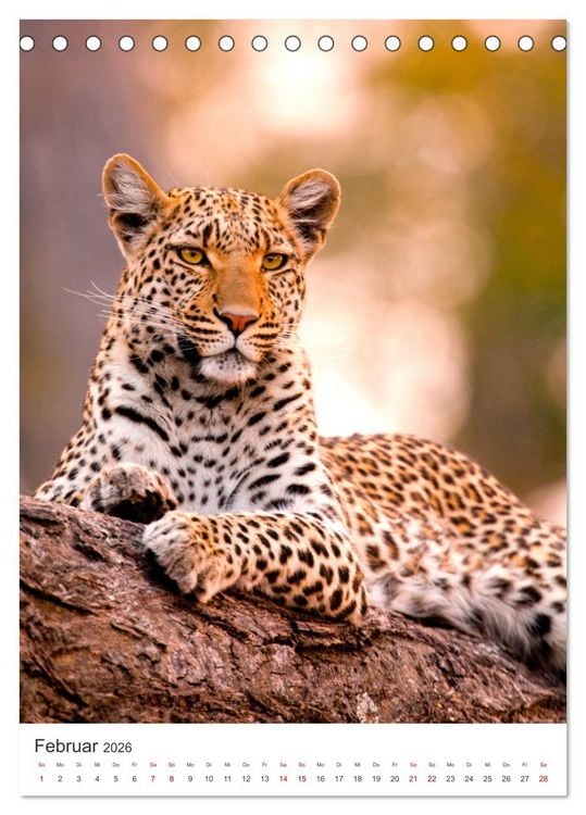 Produktbild: Leoparden - Die Beute im Visier. (Tischkalender 2026 DIN A5 hoch), CALVENDO Monatskalender
