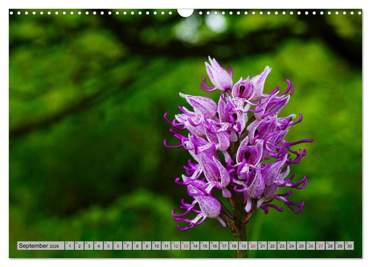 Produktbild: Orchideenwiese 2026 (Wandkalender 2026 DIN A3 quer), CALVENDO Monatskalender