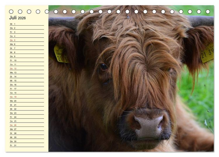 Produktbild: Schottische Hochlandrinder. Freundlich, sch&ouml;n und robust (Tischkalender 2026 DIN A5 quer), CALVENDO Monatskalender