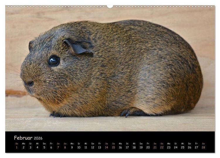 Produktbild: Meerschweinchen - Kleine s&uuml;&szlig;e Fellnasen (hochwertiger Premium Wandkalender 2026 DIN A2 quer), Kunstdruck in Hochglanz