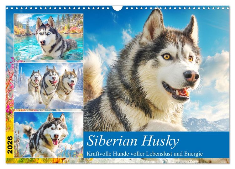 Produktbild: Siberian Husky. Kraftvolle Hunde voller Lebenslust und Energie (Wandkalender 2026 DIN A3 quer), CALVENDO Monatskalender
