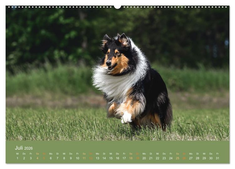 Produktbild: Fantastische Collies - Sieger der Herzen (Wandkalender 2026 DIN A2 quer), CALVENDO Monatskalender
