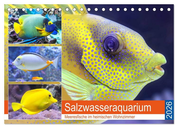 Produktbild: Salzwasseraquarium. Meeresfische im heimischen Wohnzimmer (Tischkalender 2026 DIN A5 quer), CALVENDO Monatskalender