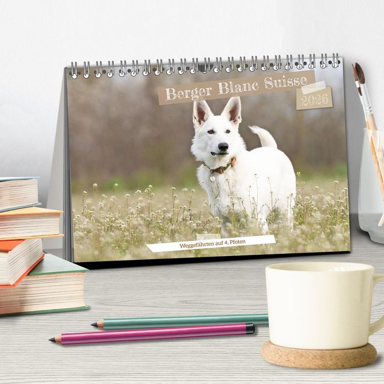 Produktbild: Berger Blanc Suisse - Weggef&auml;hrten auf 4 Pfoten (Tischkalender 2026 DIN A5 quer), CALVENDO Monatskalender