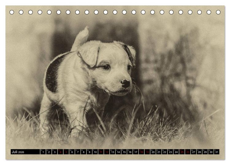Produktbild: Parson Jack Russel Welpen (Tischkalender 2026 DIN A5 quer), CALVENDO Monatskalender