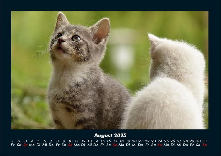 Produktbild: F&uuml;r Katzenfreunde 2025 Fotokalender DIN A4
