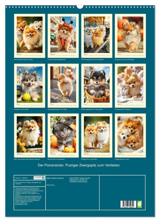 Produktbild: Der Pomeranian. Putziger Zwergspitz zum Verlieben (Wandkalender 2027 DIN A2 hoch), CALVENDO Monatskalender