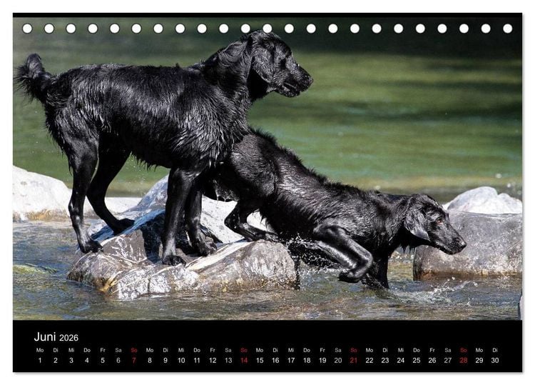Produktbild: Flatcoated Retriever (Tischkalender 2026 DIN A5 quer), CALVENDO Monatskalender
