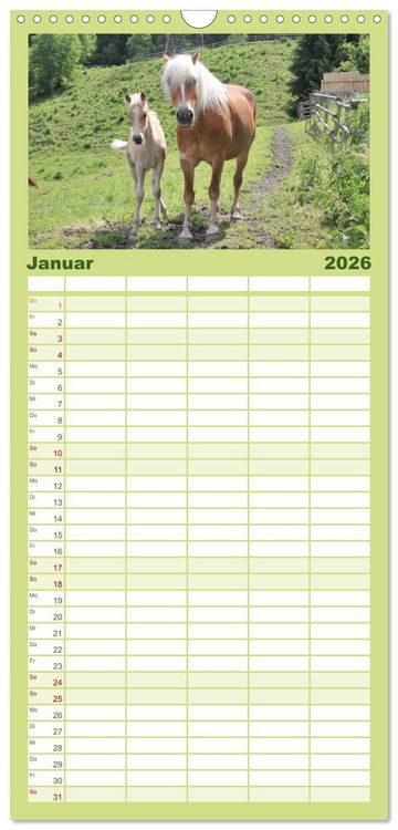 Produktbild: Familienplaner 2026 - Alpenpferde mit 5 Spalten (Wandkalender, 21 x 45 cm) CALVENDO