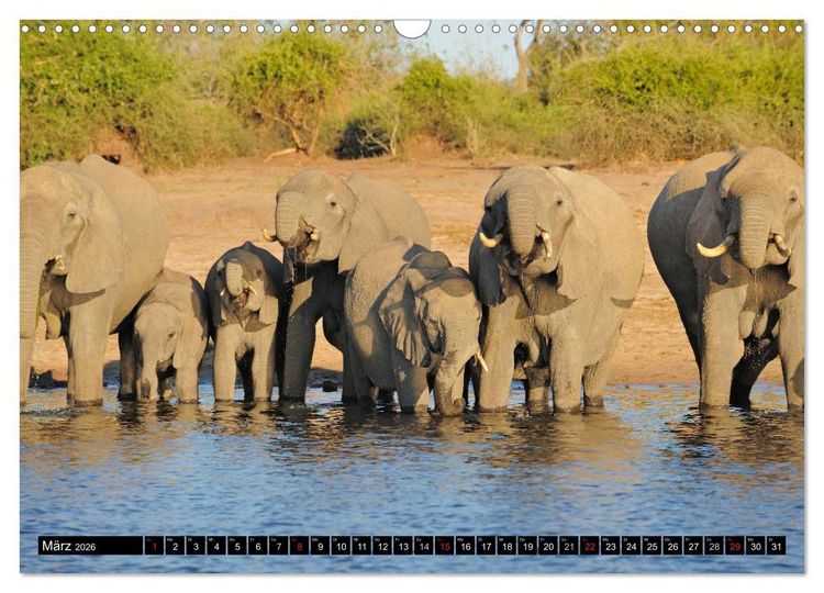 Produktbild: Magie des Augenblicks - Elefanten - Afrikas sanfte Riesen (Wandkalender 2026 DIN A3 quer), CALVENDO Monatskalender