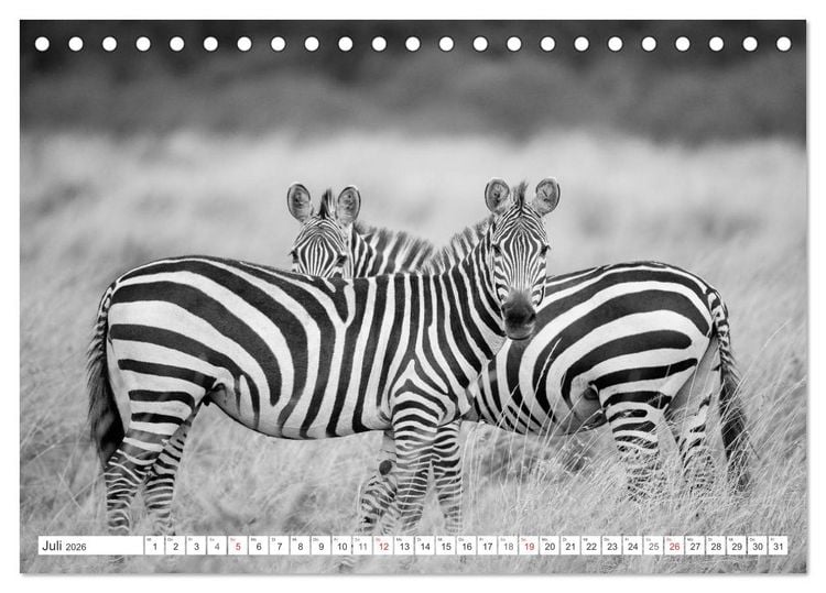 Produktbild: Emotionale Momente: Zebras - black & white. (Tischkalender 2026 DIN A5 quer), CALVENDO Monatskalender
