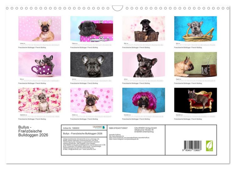 Produktbild: Bullys - Franz&ouml;sische Bulldoggen 2026 (Wandkalender 2026 DIN A3 quer), CALVENDO Monatskalender