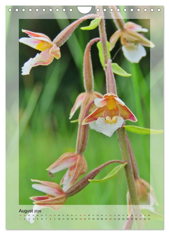 Produktbild: Deutschlands wilde Orchideen (Wandkalender 2026 DIN A4 hoch), CALVENDO Monatskalender