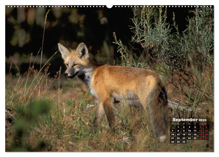 Produktbild: American Wildlife (hochwertiger Premium Wandkalender 2026 DIN A2 quer), Kunstdruck in Hochglanz